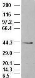 Anti-EpCAM antibody [4G10] used in Western Blot (WB). GTX84574