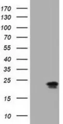 Anti-Ephrin A2 antibody [4C3] used in Western Blot (WB). GTX84590