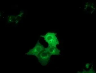 Anti-DYNC1LI1 antibody [2E8] used in Immunocytochemistry/ Immunofluorescence (ICC/IF). GTX84594