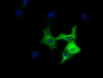 Anti-DYNC1LI1 antibody [1B9] used in Immunocytochemistry/ Immunofluorescence (ICC/IF). GTX84596