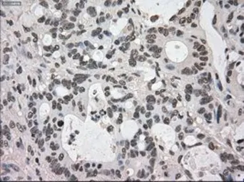 Anti-DHFR antibody [3A11] used in IHC (Paraffin sections) (IHC-P). GTX84618
