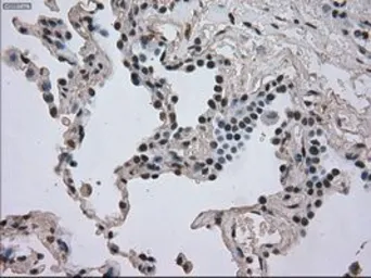 Anti-DHFR antibody [3A11] used in IHC (Paraffin sections) (IHC-P). GTX84618