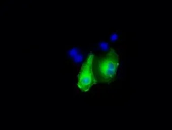 Anti-DAP Kinase 2 antibody [1C5] used in Immunocytochemistry/ Immunofluorescence (ICC/IF). GTX84631