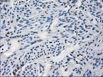 Anti-CYP2E1 antibody [5F11] used in IHC (Paraffin sections) (IHC-P). GTX84634