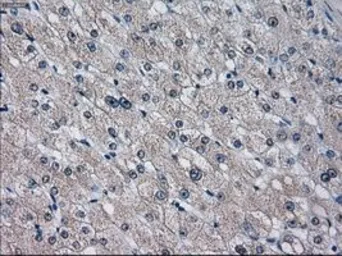 Anti-CYP2E1 antibody [5F11] used in IHC (Paraffin sections) (IHC-P). GTX84634