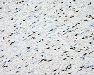 Anti-CYP1A2 antibody [15E2] used in IHC (Paraffin sections) (IHC-P). GTX84638