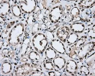 Anti-CYP1A2 antibody [15E2] used in IHC (Paraffin sections) (IHC-P). GTX84638