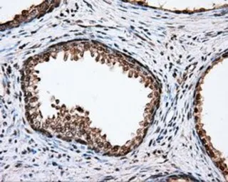 Anti-CYP1A2 antibody [15E2] used in IHC (Paraffin sections) (IHC-P). GTX84638