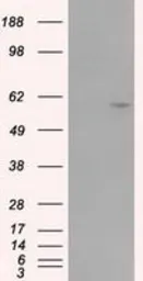 Anti-CYP1A2 antibody [15E2] used in Western Blot (WB). GTX84638