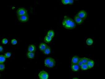 Anti-CYP1A2 antibody [7D12] used in Immunocytochemistry/ Immunofluorescence (ICC/IF). GTX84643