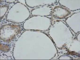 Anti-CYB5R3 antibody [1E3] used in IHC (Paraffin sections) (IHC-P). GTX84645