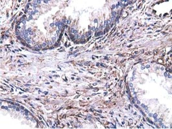 Anti-CYB5R3 antibody [2A10] used in IHC (Paraffin sections) (IHC-P). GTX84646