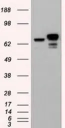 Anti-beta Catenin antibody [1F3] used in Western Blot (WB). GTX84650