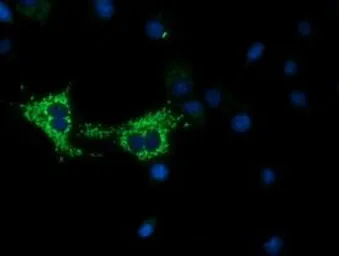 Anti-COX6A1 antibody [4G2] used in Immunocytochemistry/ Immunofluorescence (ICC/IF). GTX84671