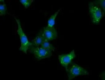 Anti-CLPP antibody [1D8] used in Immunocytochemistry/ Immunofluorescence (ICC/IF). GTX84679