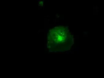 Anti-CD36 antibody [4H7] used in Immunocytochemistry/ Immunofluorescence (ICC/IF). GTX84722