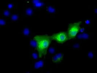 Anti-C17orf28 antibody [2F4] used in Immunocytochemistry/ Immunofluorescence (ICC/IF). GTX84750