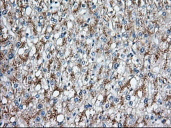 Anti-C17orf28 antibody [2F4] used in IHC (Paraffin sections) (IHC-P). GTX84750