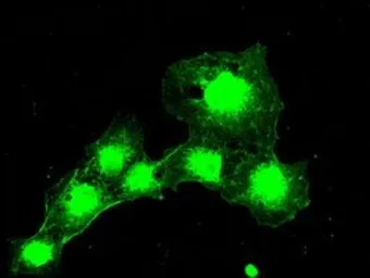 Anti-BUB1B antibody [5D9] used in Immunocytochemistry/ Immunofluorescence (ICC/IF). GTX84771