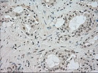 Anti-BUB1B antibody [5D9] used in IHC (Paraffin sections) (IHC-P). GTX84771