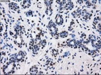Anti-BTN3A2 antibody [1A6] used in IHC (Paraffin sections) (IHC-P). GTX84773