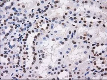 Anti-BTN3A2 antibody [1A6] used in IHC (Paraffin sections) (IHC-P). GTX84773