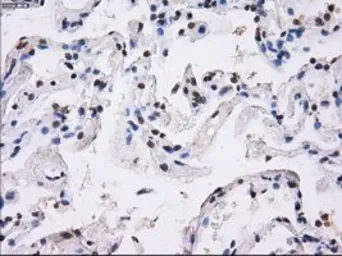 Anti-BTN3A2 antibody [1A6] used in IHC (Paraffin sections) (IHC-P). GTX84773