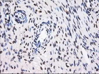 Anti-BTN3A2 antibody [1A6] used in IHC (Paraffin sections) (IHC-P). GTX84773
