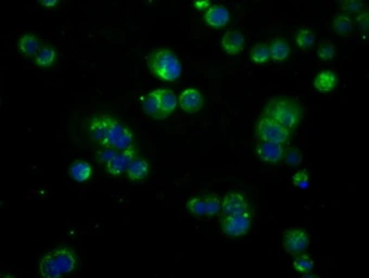 Anti-BTK antibody [10E10] used in Immunocytochemistry/ Immunofluorescence (ICC/IF). GTX84785
