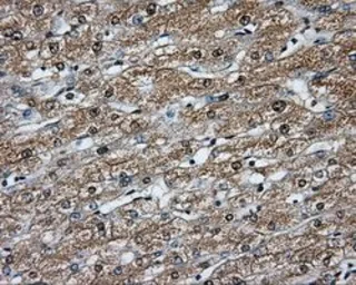 Anti-BTK antibody [12H4] used in IHC (Paraffin sections) (IHC-P). GTX84792
