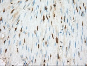 Anti-CD147 antibody [4E4] used in IHC (Paraffin sections) (IHC-P). GTX84798