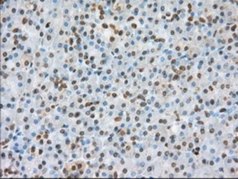 Anti-CD147 antibody [4E4] used in IHC (Paraffin sections) (IHC-P). GTX84798