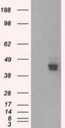 Anti-CD147 antibody [7A7] used in Western Blot (WB). GTX84800