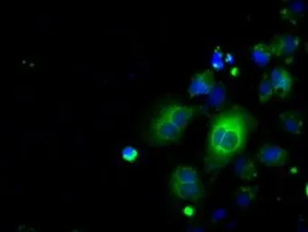 Anti-CD147 antibody [9H5] used in Immunocytochemistry/ Immunofluorescence (ICC/IF). GTX84801