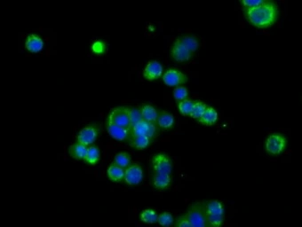 Anti-CD147 antibody [9H5] used in Immunocytochemistry/ Immunofluorescence (ICC/IF). GTX84801