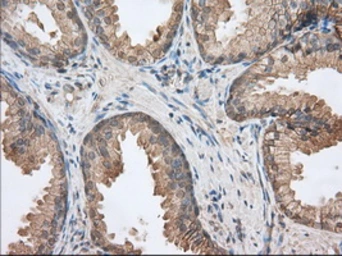 Anti-CD147 antibody [9H5] used in IHC (Paraffin sections) (IHC-P). GTX84801