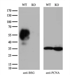 Anti-CD147 antibody [9H5] used in Western Blot (WB). GTX84801