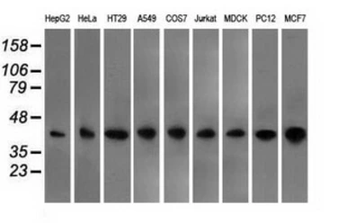 Anti-CD147 antibody [9H5] used in Western Blot (WB). GTX84801