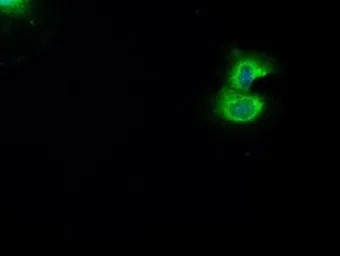 Anti-B-Raf antibody [3A7] used in Immunocytochemistry/ Immunofluorescence (ICC/IF). GTX84812