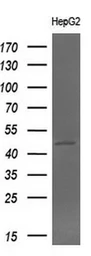 Anti-BHMT antibody [3E11] used in Western Blot (WB). GTX84828