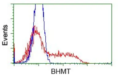 Anti-BHMT antibody [3E11] used in Flow cytometry (FCM). GTX84828