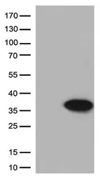 Anti-Bcl-XL antibody [4A9] used in Western Blot (WB). GTX84834