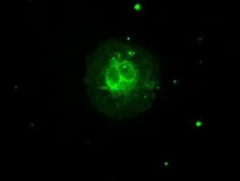 Anti-Aurora C antibody [10A7] used in Immunocytochemistry/ Immunofluorescence (ICC/IF). GTX84838