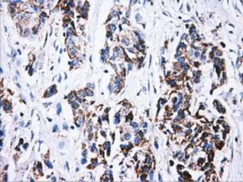 Anti-ATP5B antibody [7F4] used in IHC (Paraffin sections) (IHC-P). GTX84843