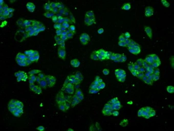 Anti-ATP5B antibody [6C4] used in Immunocytochemistry/ Immunofluorescence (ICC/IF). GTX84848