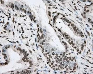 Anti-BMAL1 antibody [1C11] used in IHC (Paraffin sections) (IHC-P). GTX84852