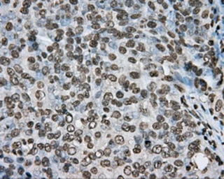 Anti-BMAL1 antibody [1C11] used in IHC (Paraffin sections) (IHC-P). GTX84852
