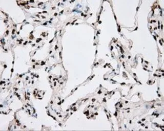 Anti-BMAL1 antibody [1C11] used in IHC (Paraffin sections) (IHC-P). GTX84852