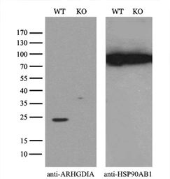 Anti-Rho GDI alpha antibody [1F2] used in Western Blot (WB). GTX84859
