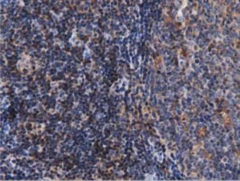Anti-ARHGAP25 antibody [3G1] used in IHC (Paraffin sections) (IHC-P). GTX84863